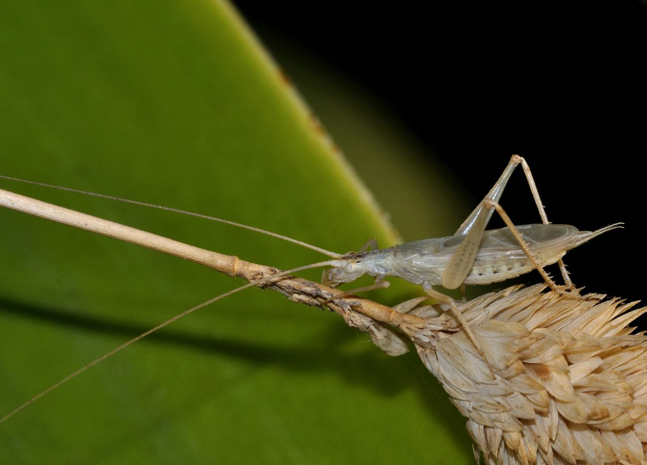 Oecanthus pellucens ?